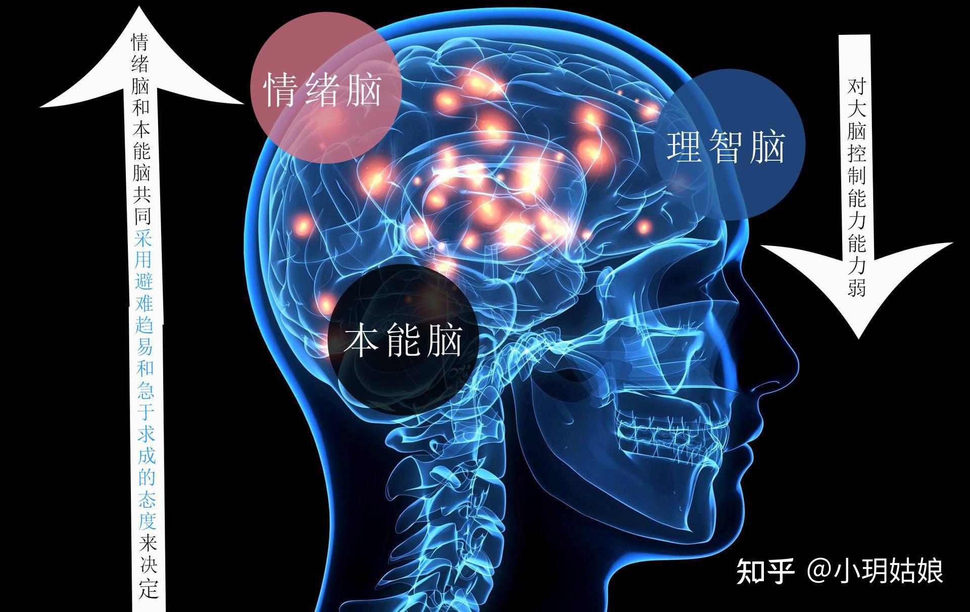 理智脑对大脑的控制能力弱,所以我们做的决定都是由本能脑和情绪脑