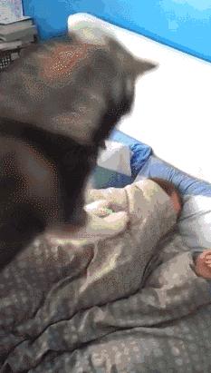 猫咪踩奶集锦喵星人都是天生的顶级按摩大师