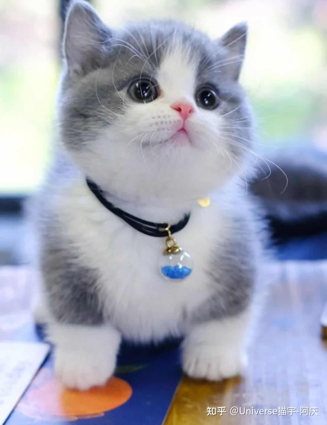 深圳曼基康矮脚猫什么价格
