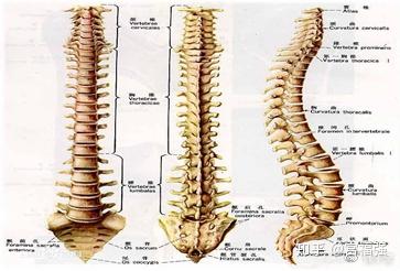腰椎段凸向前,骶椎段凸向后,类似"s"形,称为脊椎的生理弯曲(如下图)