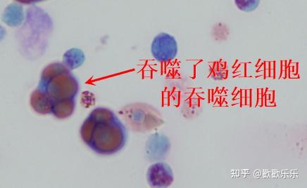 图2 巨噬细胞吞噬功能检测实验