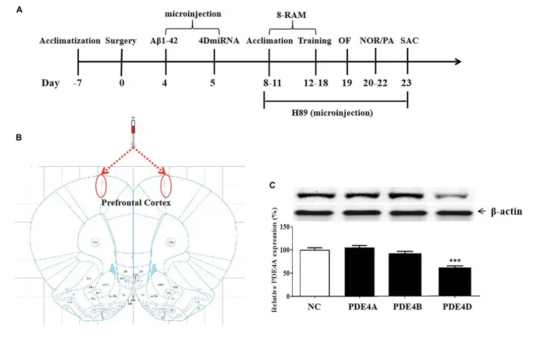 agingneurosci:抑制前额叶皮层磷酸二酯酶-4d可减轻阿尔茨海默病小鼠