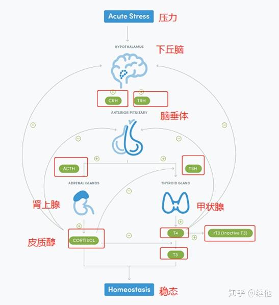 hpa轴包括下丘脑-脑下垂体-甲状腺,是人体对压力反应的重要机制.