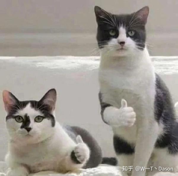 有哪些搞笑的猫咪表情包?