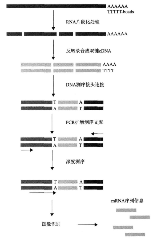 再进而片段化为所用测序平台所需的长度(或反转录后片段化),反转录后