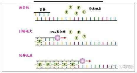 Qpcr