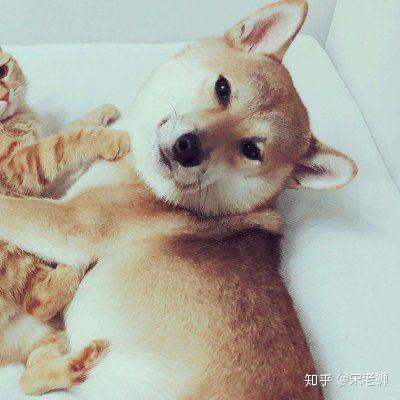 一只猫和一只狗的情侣头像?