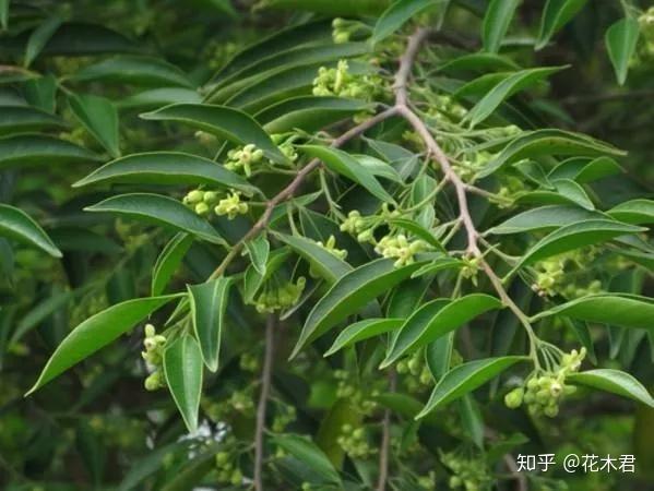 七里香,九里香,千里香,白木香,山木香的区别辨识