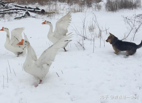 前几天我们这里刚刚下了一场大雪请大家欣赏雪中的我家狗子和大鹅们