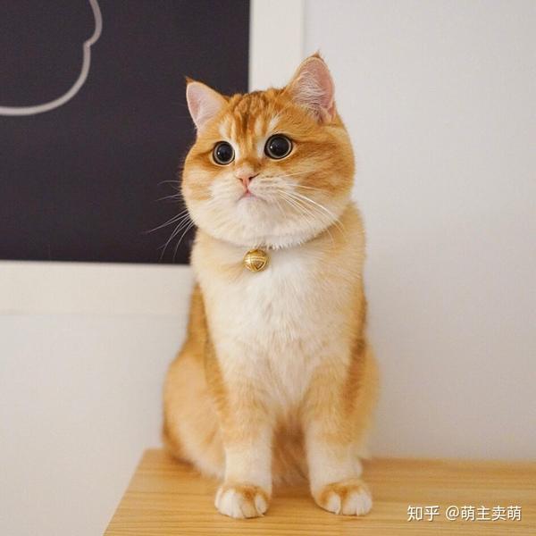 金色英国短毛猫 一团燃烧的小火球