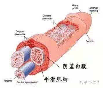 阴茎如何科学增大增粗?