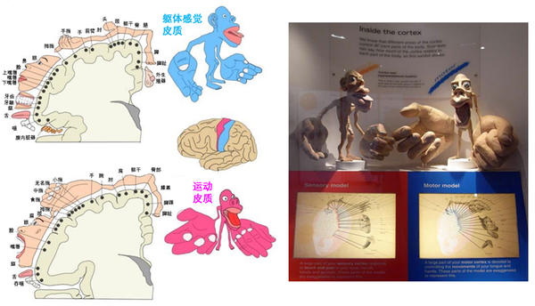 左为躯体感觉皮质与运动皮质的侏儒图;右为在伦敦自然史博物馆