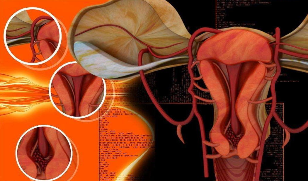 子宫,卵巢 女人养颜,健康的利器