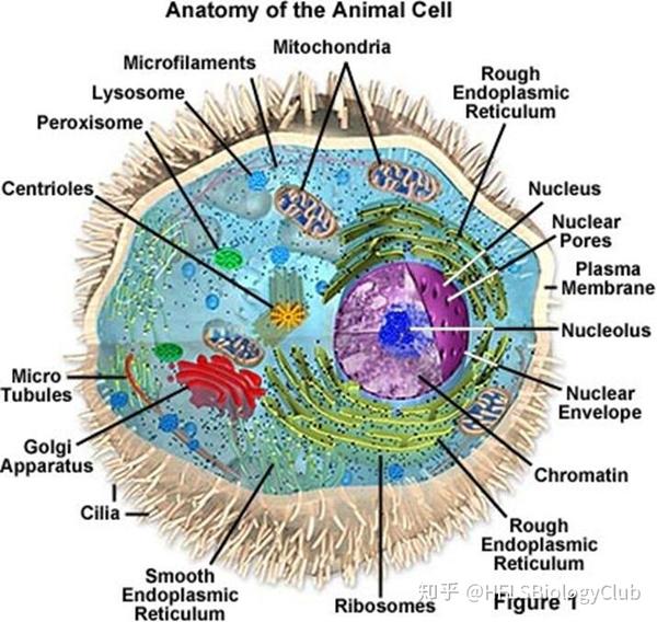 【国际生物】细胞结构 cell structure 1.