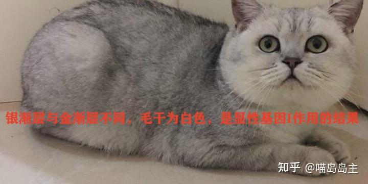 畅聊渐层系猫咪的由来,以及金渐层凭什么那么贵?