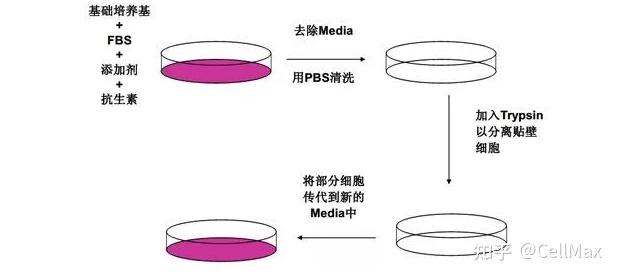 细胞培养常见问题汇总