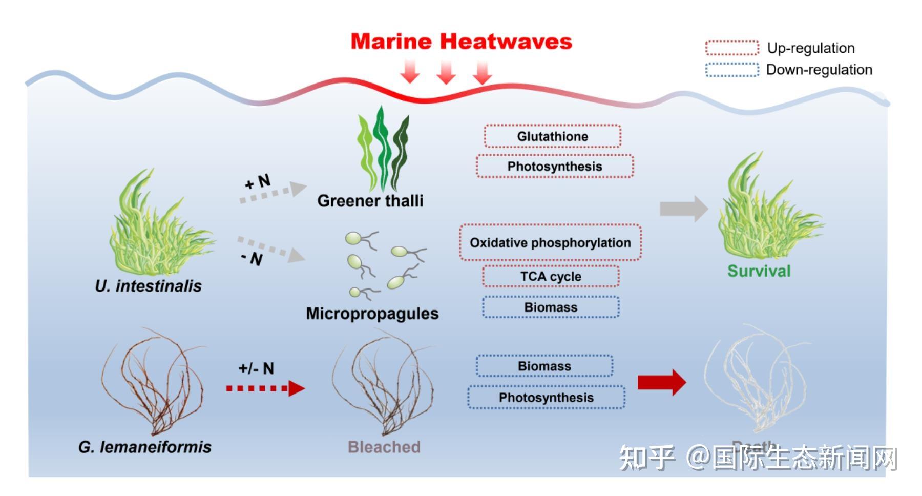 厦门大学高光课题组揭示了爆发性和养殖大型海藻对海洋热浪和氮加富的差异性响应 知乎