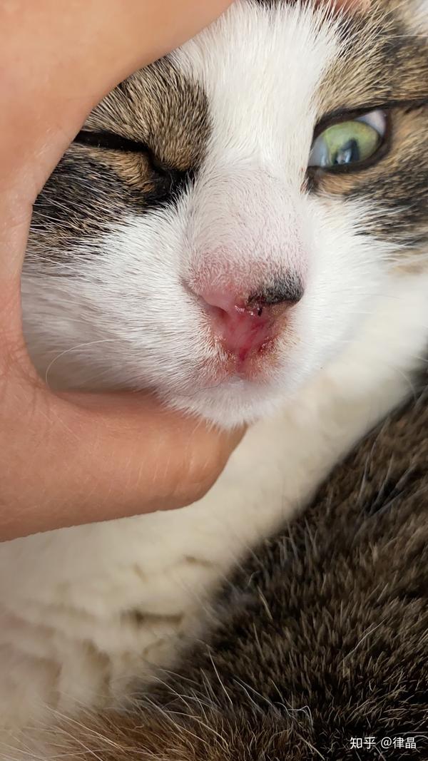 猫杯状病毒?肿瘤?