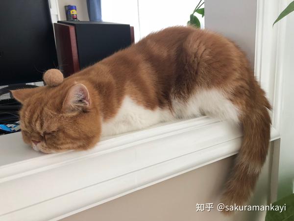 咬人猫_加菲猫头像真猫_加菲猫不会咬人吧