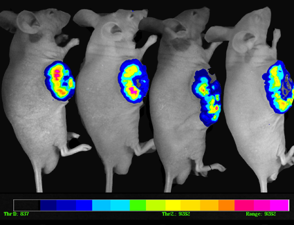 人肺癌裸小鼠模型活体成像的动态观察