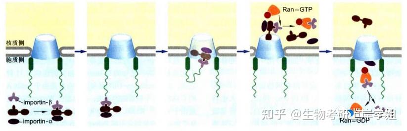 细胞生物学考研 思维导图带背之 细胞核 下核被膜核仁及核体 知乎