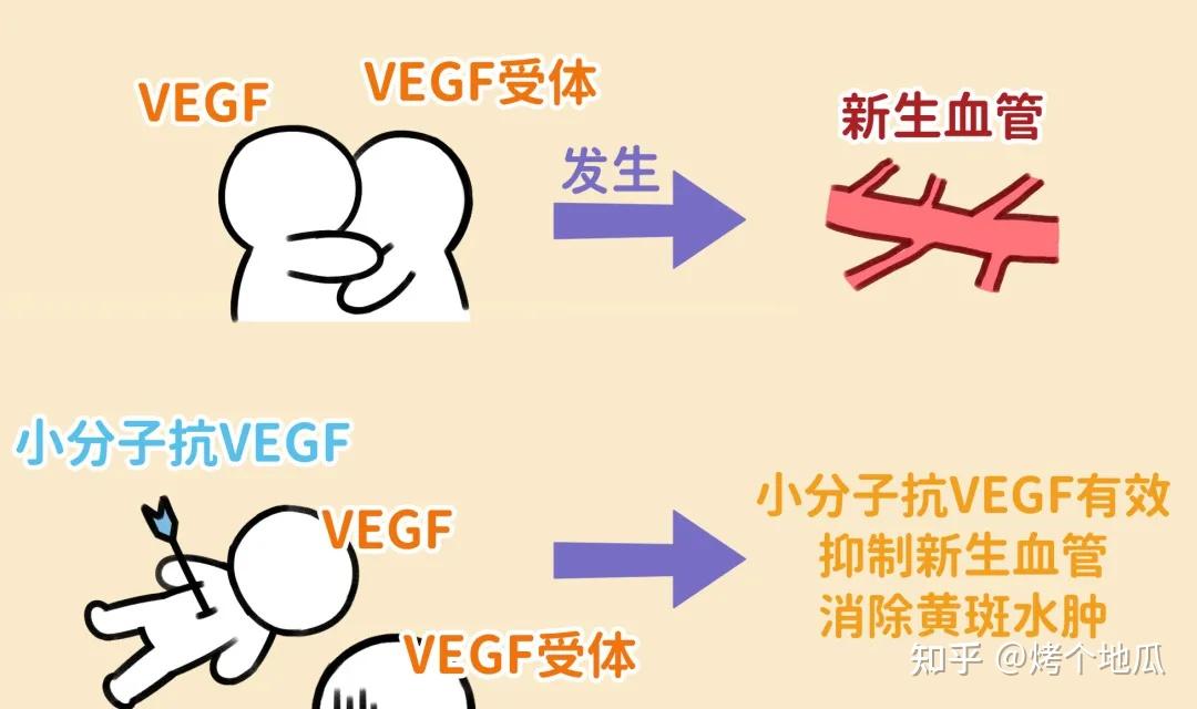 揭秘小分子抗vegf药物如何在眼底病治疗中显神通上