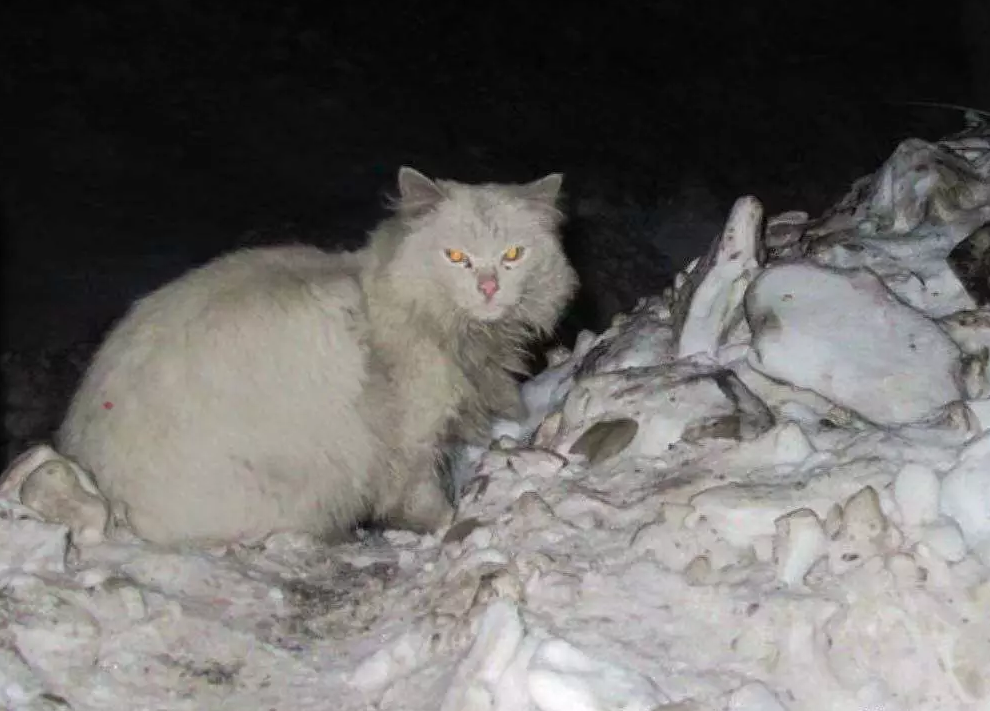 大雪过后我看到了那只被冻死的流浪猫