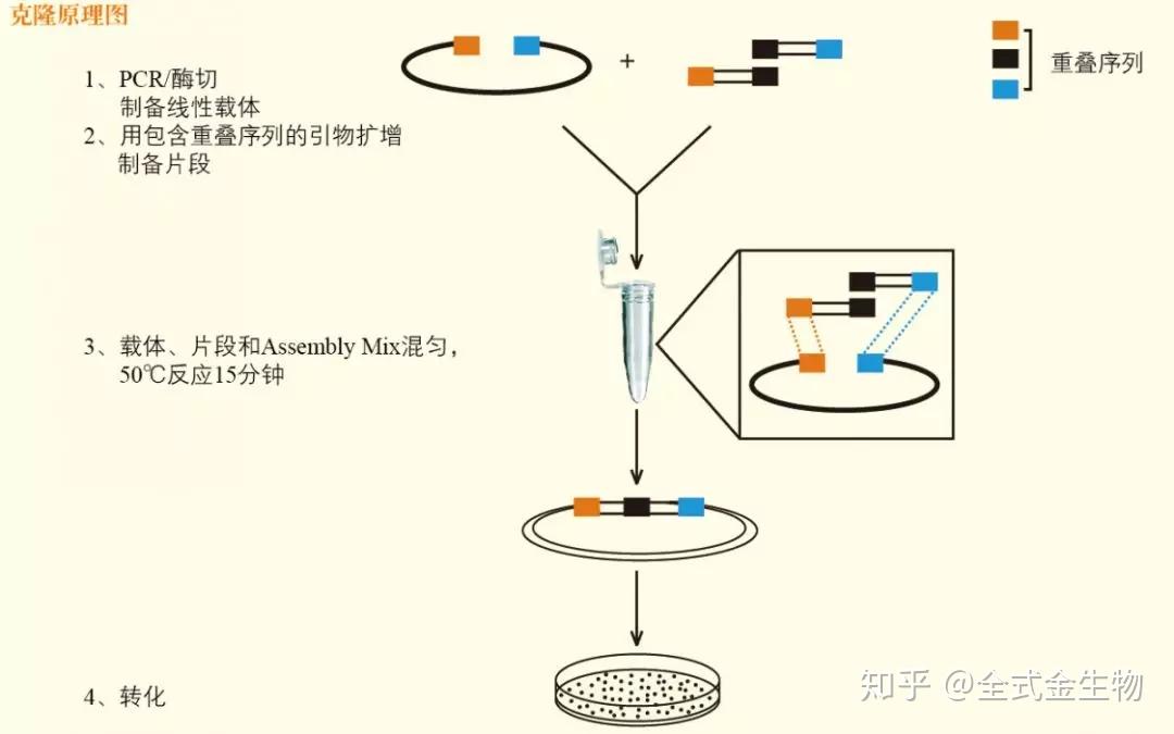 图7 无缝拼接示意图无缝克隆的方法对于引物的设计有一定的要求.