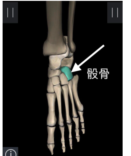 左脚楔骨骰骨骨折几级工伤