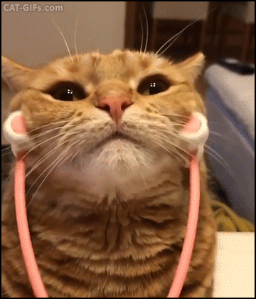 动图来自cat-gifs.com