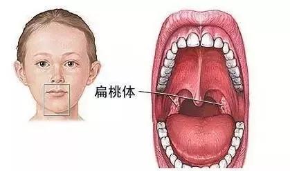 当我们张大嘴巴,压低舌头,发出「啊」的声音时,对着镜子能清楚看到咽