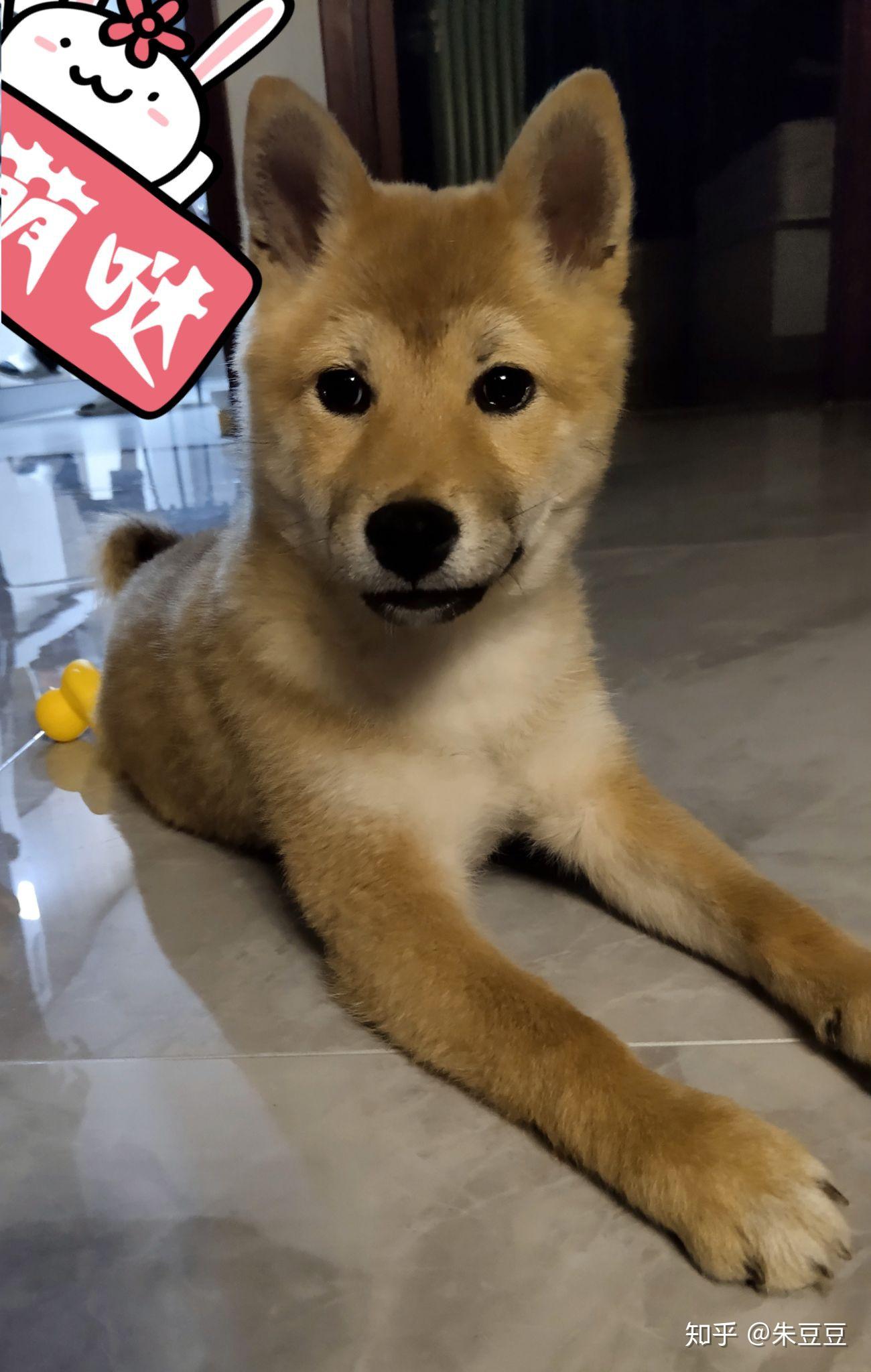 我这个柴犬是串吗好长的狐狸脸