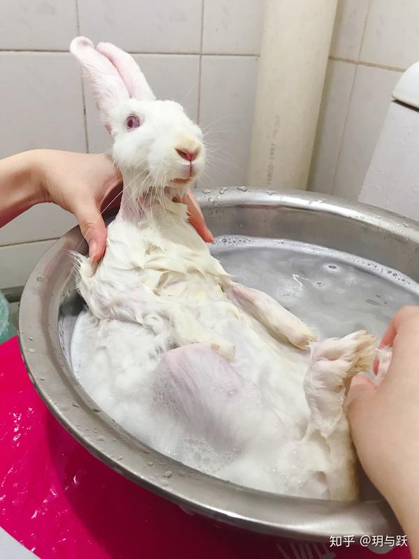 兔子能不能洗澡?