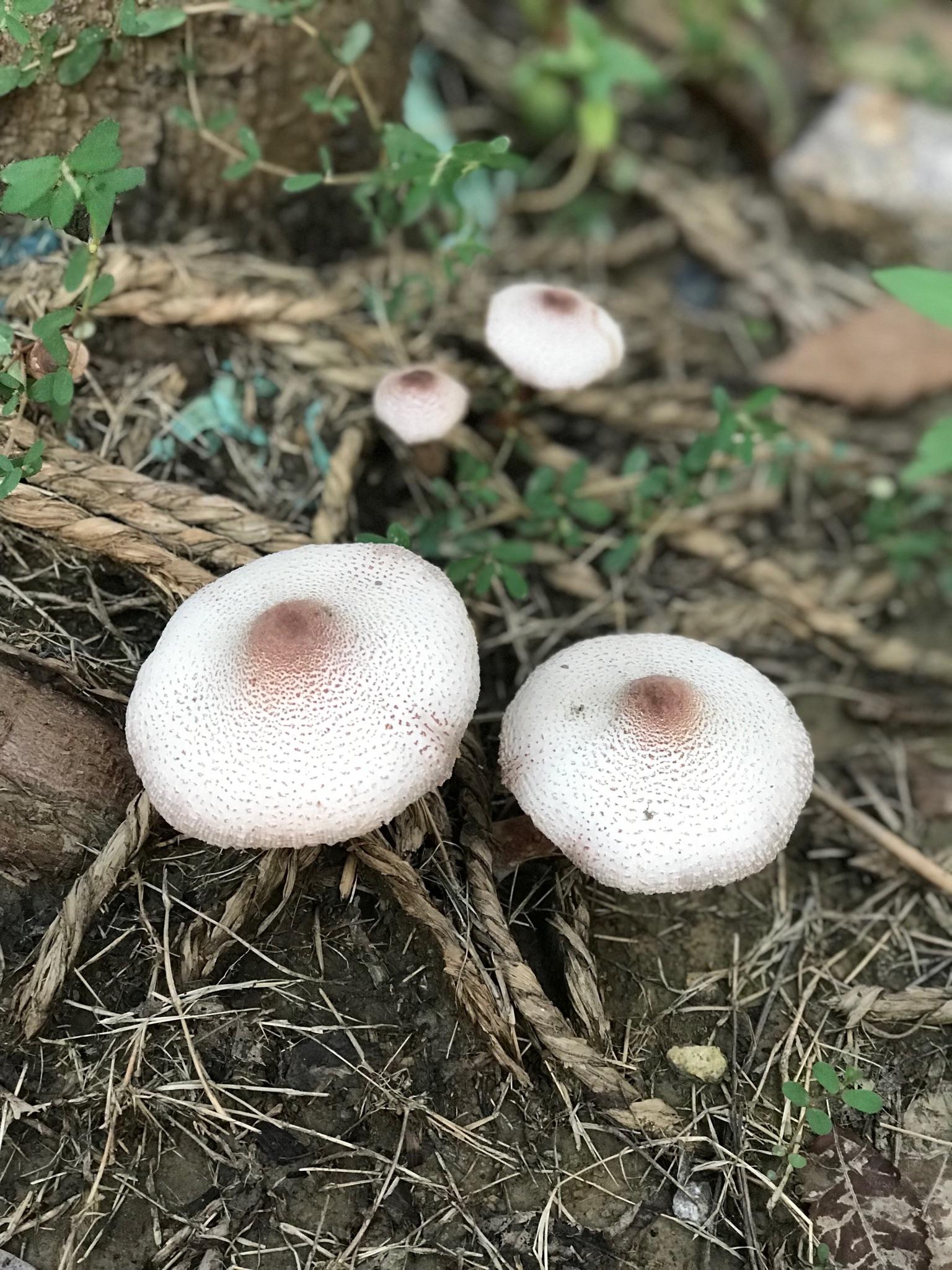 台风旋到处 蘑菇恰自来