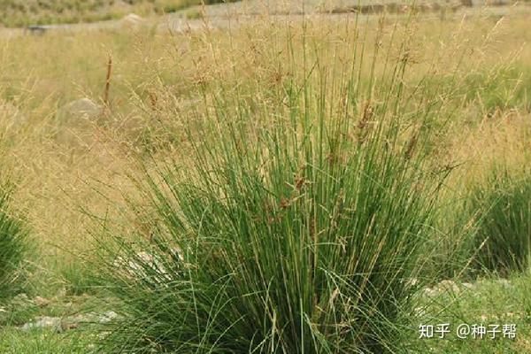 用途广泛种植简单的芨芨草,栽培技术介绍