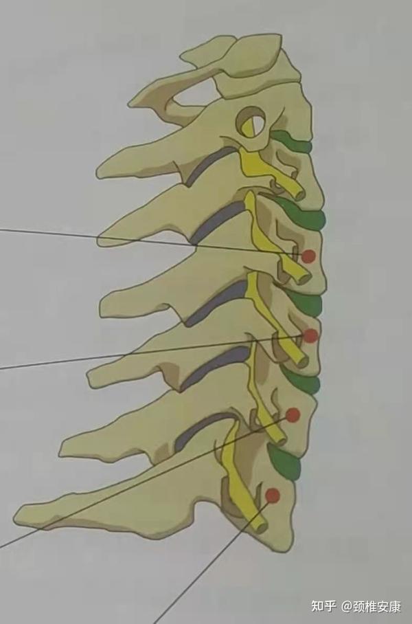 颈椎安康自己对照检查一下看看你的颈椎哪里出现了问题