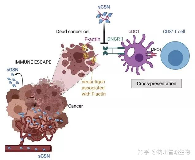 CELL丨揭开癌细胞躲避攻击的伪装提供免疫疗法新靶点 知乎