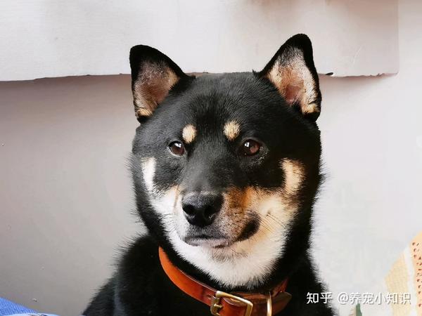 结语:上面五大国产犬,有没有你喜欢或想养的?