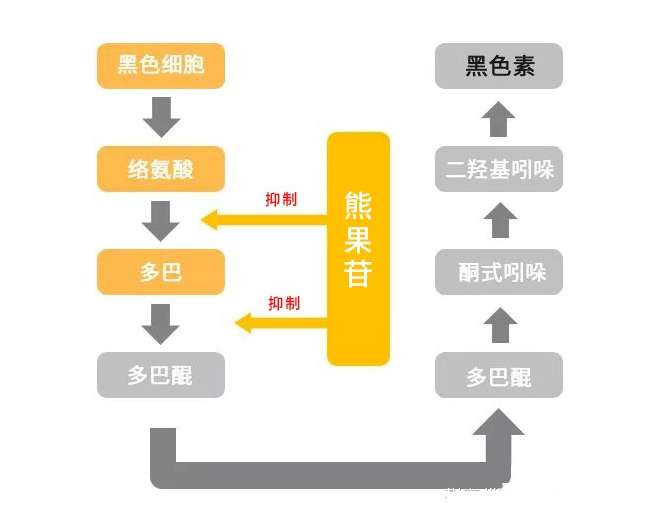 热点| 你知道影响黑色素代谢的因素有哪些?