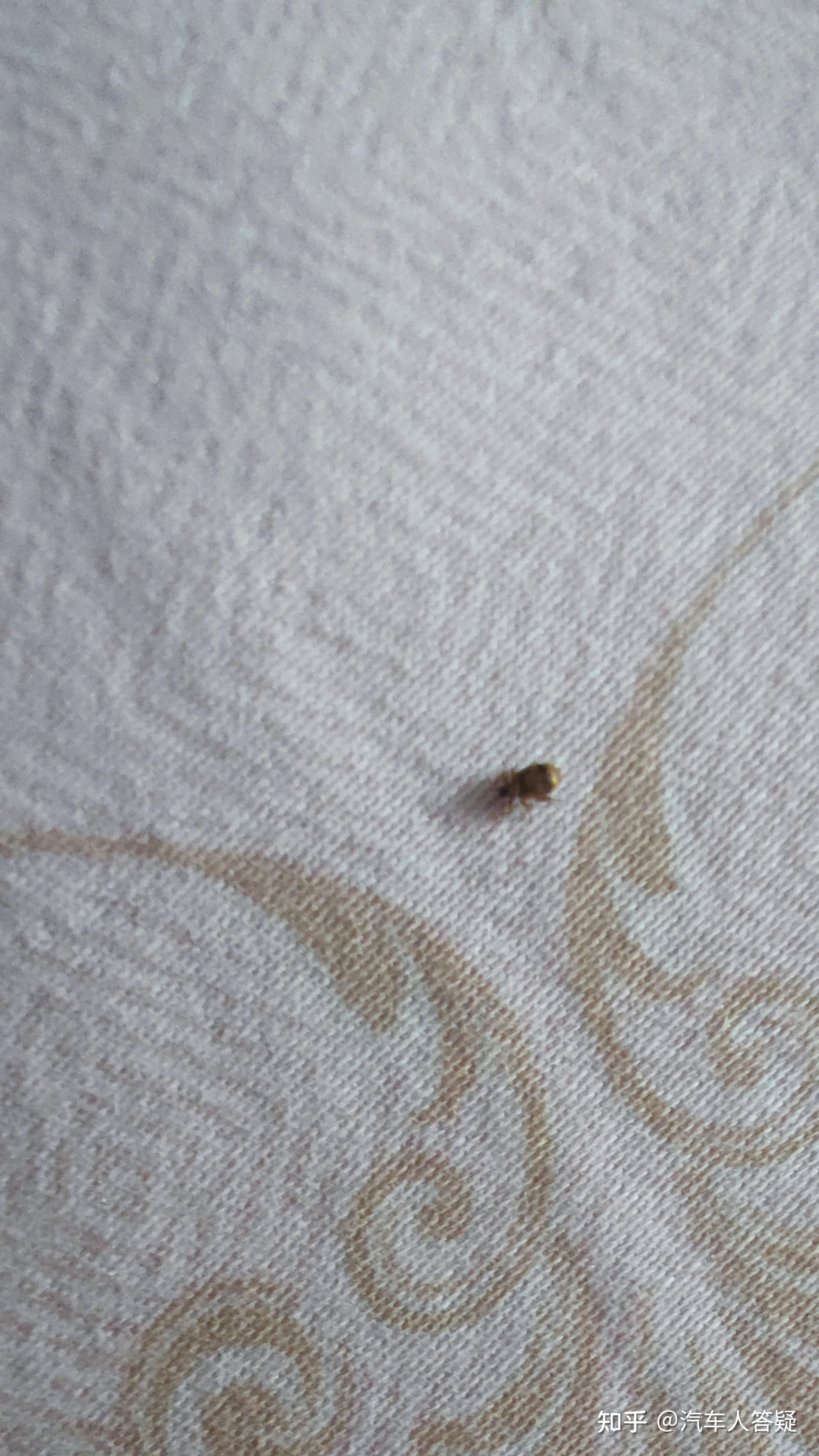 家里刚生了孩子在床上发现这个虫子请问是什么