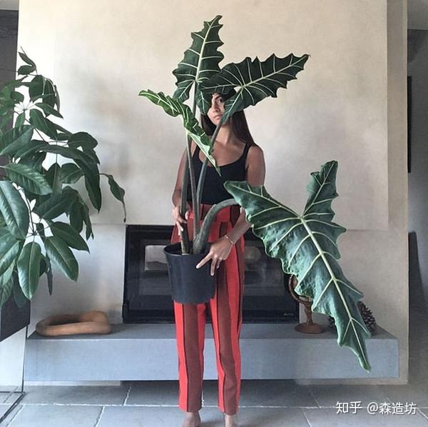 狂野与含蓄并存内外兼修的海芋萨利安
