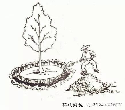 ①环状沟施肥,在树冠投影外缘稍远处或距树干周围1米处,挖深,宽各30
