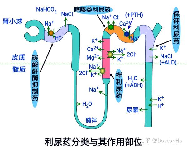 ①呋塞米(速尿) 【体内过程】 口服易吸收.