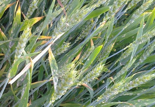 种植小麦常见的一种病害:叶片出现白色霉斑,4-5月防治