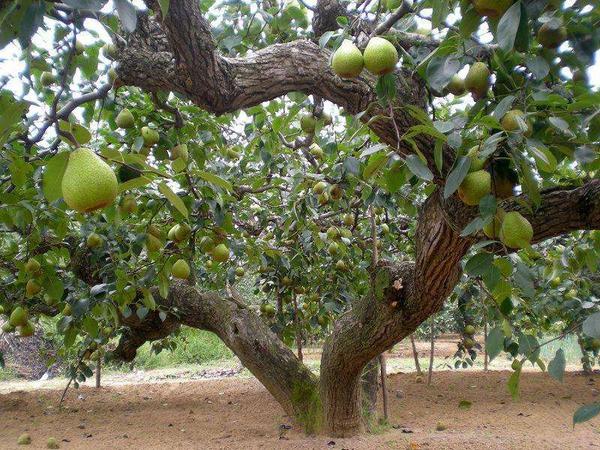 常见的梨树品种有哪些种植什么品种效益高