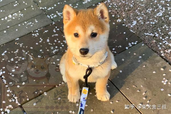 柴犬百科柴犬都有豆豆眉吗没有豆豆眉是纯种柴犬吗