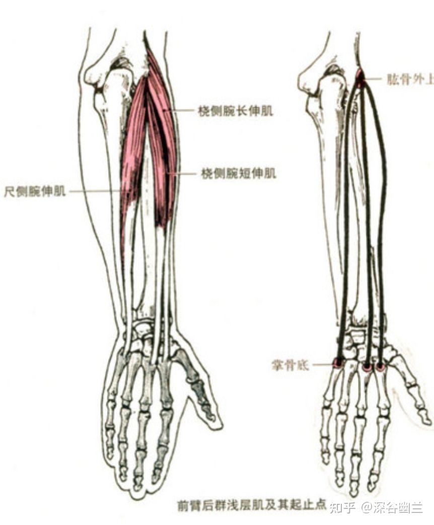 读书笔记肱桡肌和腕伸肌触发点