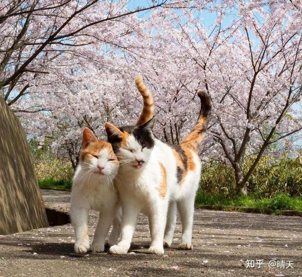 在樱花树下,两只猫结伴同行,互相依靠,画面太唯美了,羡慕这样的爱情.
