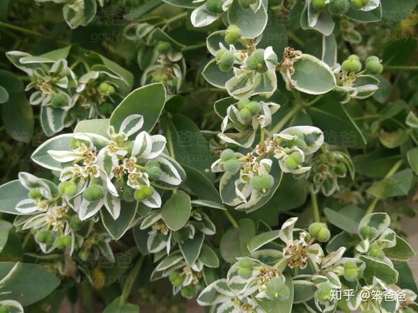 银边翠的叶片呈椭圆形,长约6cm,宽约3cm;叶片全缘无细齿,分为两层:一图片