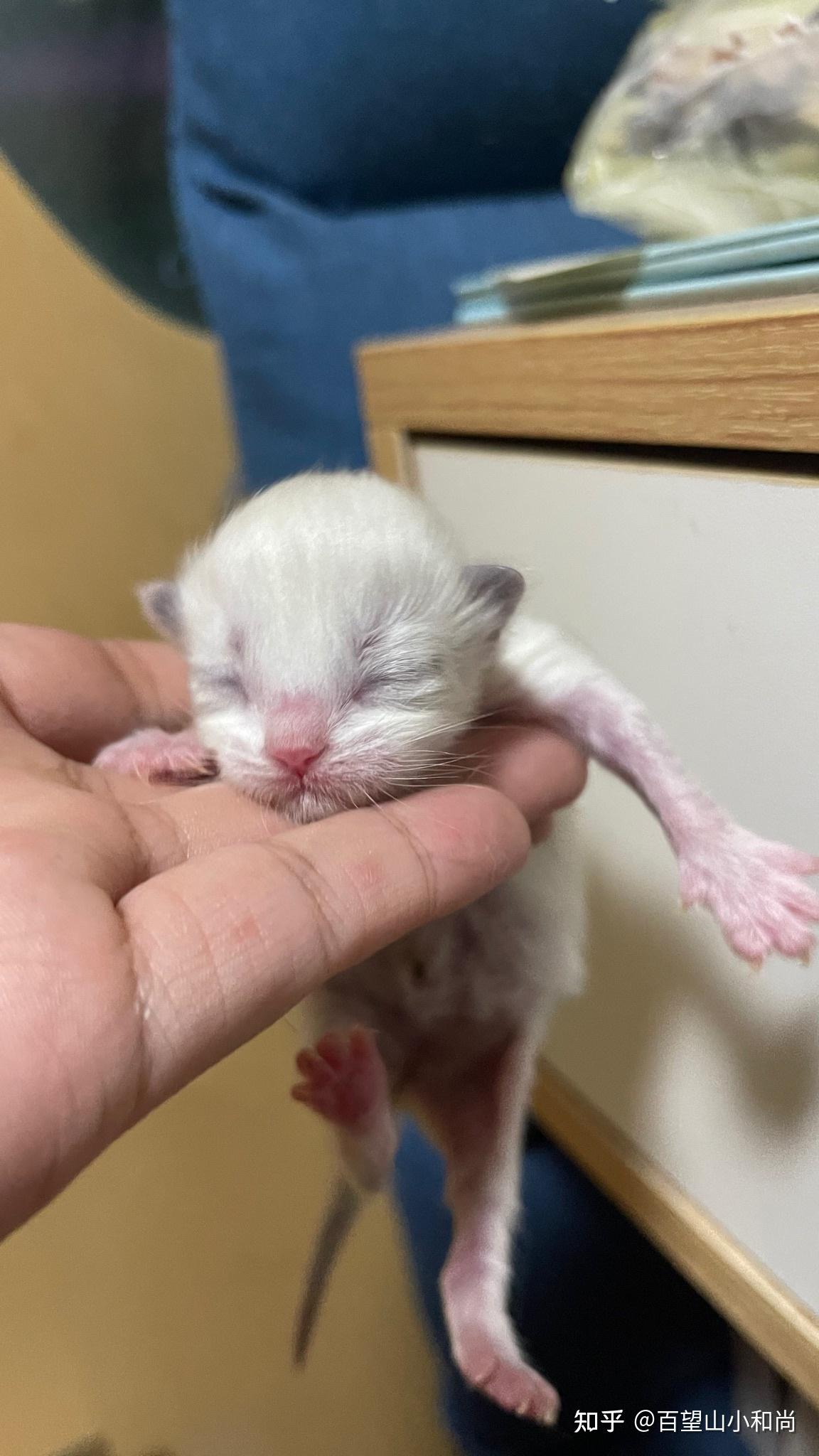 布偶猫幼崽背部有色块是不是不能满背